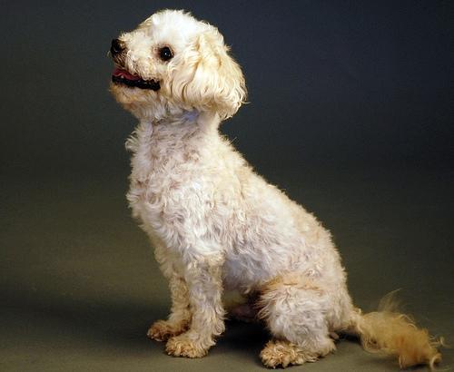 https://images.dog.ceo/breeds/poodle-toy/n02113624_3297.jpg