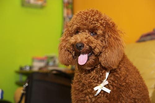 https://images.dog.ceo/breeds/poodle-toy/n02113624_3639.jpg