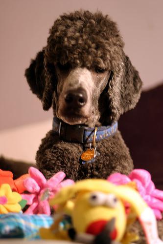 https://images.dog.ceo/breeds/poodle-toy/n02113624_3714.jpg