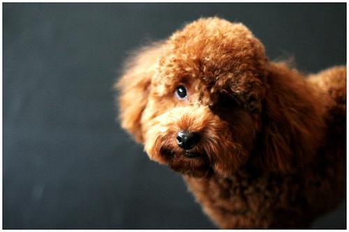 https://images.dog.ceo/breeds/poodle-toy/n02113624_3796.jpg