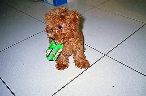 https://images.dog.ceo/breeds/poodle-toy/n02113624_3864.jpg