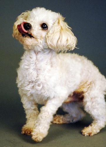 https://images.dog.ceo/breeds/poodle-toy/n02113624_4221.jpg