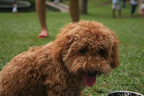 https://images.dog.ceo/breeds/poodle-toy/n02113624_429.jpg