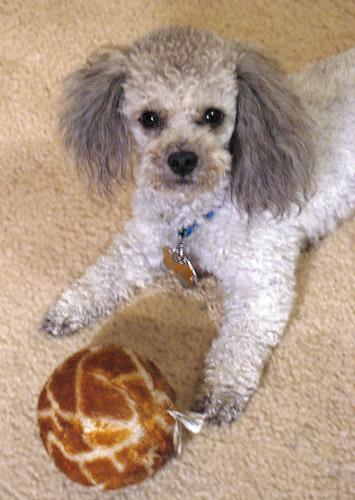 https://images.dog.ceo/breeds/poodle-toy/n02113624_479.jpg