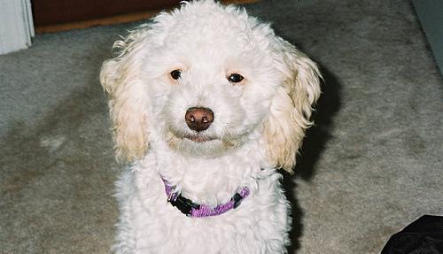 https://images.dog.ceo/breeds/poodle-toy/n02113624_5386.jpg