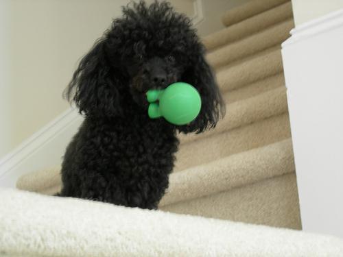 https://images.dog.ceo/breeds/poodle-toy/n02113624_5442.jpg