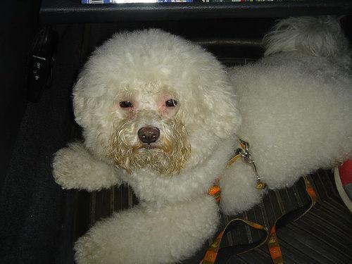 https://images.dog.ceo/breeds/poodle-toy/n02113624_5459.jpg