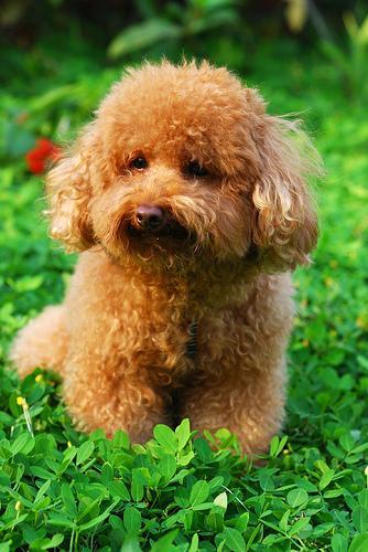 https://images.dog.ceo/breeds/poodle-toy/n02113624_5659.jpg