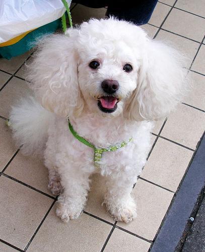 https://images.dog.ceo/breeds/poodle-toy/n02113624_5723.jpg