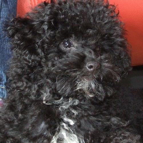 https://images.dog.ceo/breeds/poodle-toy/n02113624_6230.jpg