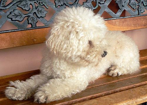 https://images.dog.ceo/breeds/poodle-toy/n02113624_6456.jpg