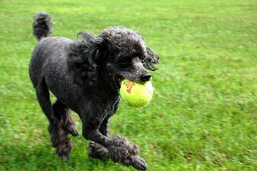 https://images.dog.ceo/breeds/poodle-toy/n02113624_6587.jpg