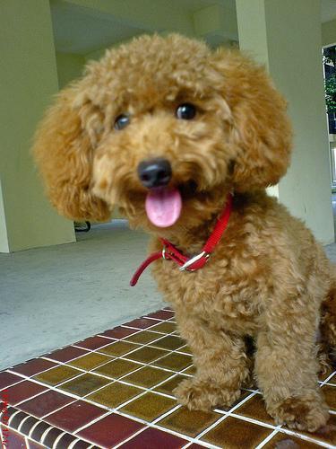 https://images.dog.ceo/breeds/poodle-toy/n02113624_665.jpg