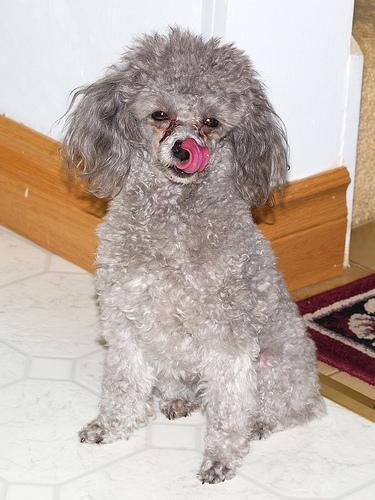 https://images.dog.ceo/breeds/poodle-toy/n02113624_6652.jpg