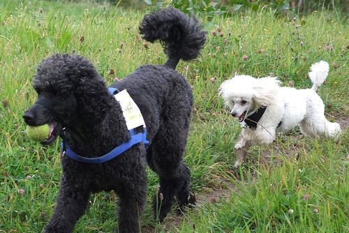 https://images.dog.ceo/breeds/poodle-toy/n02113624_681.jpg