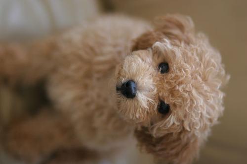 https://images.dog.ceo/breeds/poodle-toy/n02113624_720.jpg