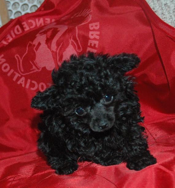 https://images.dog.ceo/breeds/poodle-toy/n02113624_7504.jpg