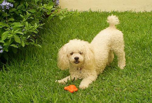 https://images.dog.ceo/breeds/poodle-toy/n02113624_7964.jpg