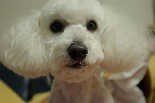 https://images.dog.ceo/breeds/poodle-toy/n02113624_7986.jpg