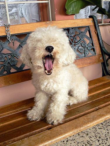 https://images.dog.ceo/breeds/poodle-toy/n02113624_836.jpg