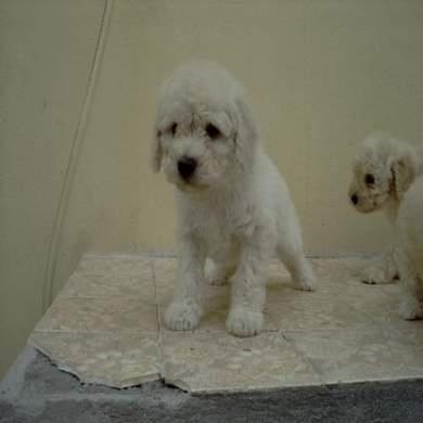 https://images.dog.ceo/breeds/poodle-toy/n02113624_8943.jpg