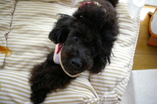 https://images.dog.ceo/breeds/poodle-toy/n02113624_8951.jpg