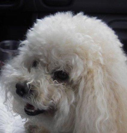 https://images.dog.ceo/breeds/poodle-toy/n02113624_952.jpg