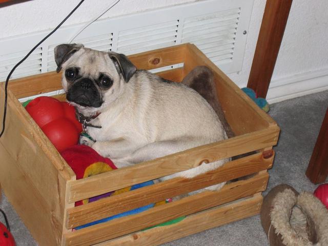 https://images.dog.ceo/breeds/pug/Suki.jpg