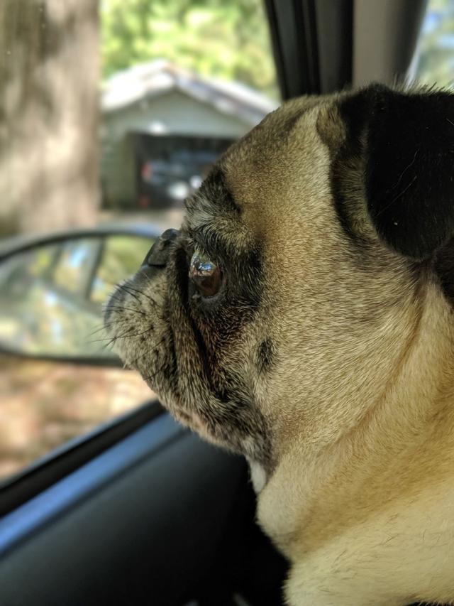 https://images.dog.ceo/breeds/pug/anotherbb.jpg