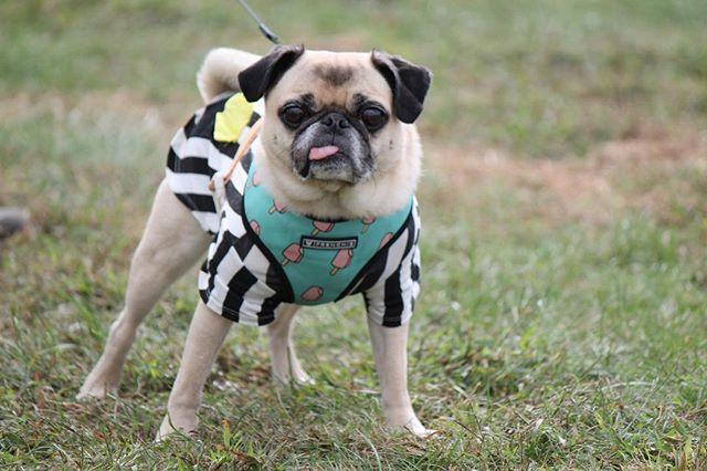 https://images.dog.ceo/breeds/pug/brody-rufferee.jpg