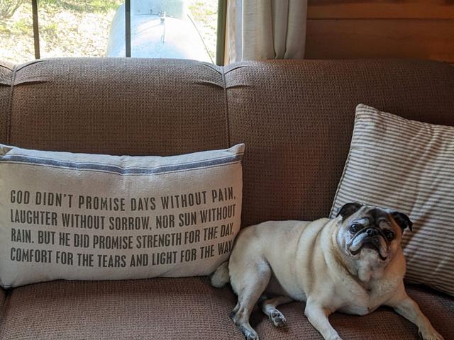 https://images.dog.ceo/breeds/pug/bubbaAgain.jpg