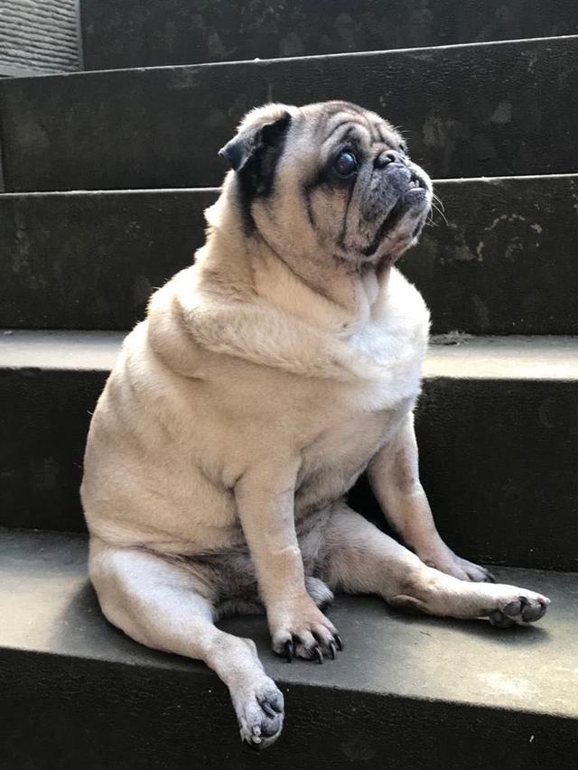 https://images.dog.ceo/breeds/pug/c677d2fa5324.jpg