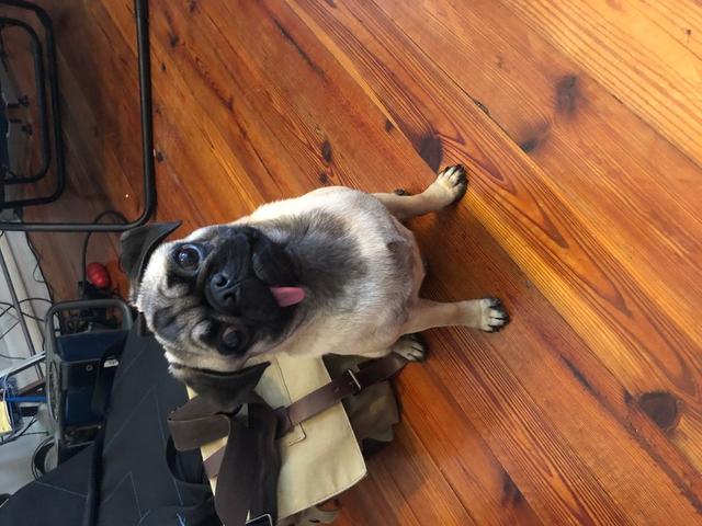 https://images.dog.ceo/breeds/pug/django-resized.jpg