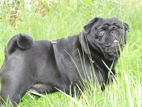 https://images.dog.ceo/breeds/pug/n02110958_12149.jpg