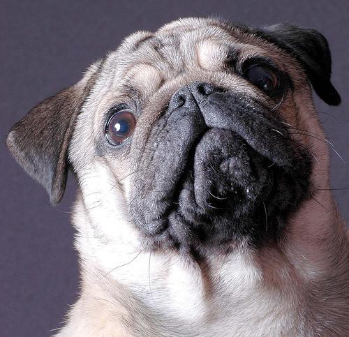 https://images.dog.ceo/breeds/pug/n02110958_14154.jpg