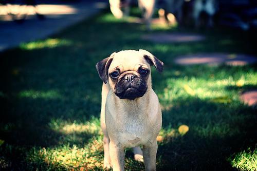 https://images.dog.ceo/breeds/pug/n02110958_16334.jpg