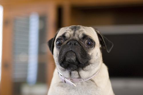 https://images.dog.ceo/breeds/pug/n02110958_2410.jpg