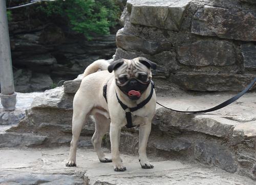 https://images.dog.ceo/breeds/pug/n02110958_3795.jpg