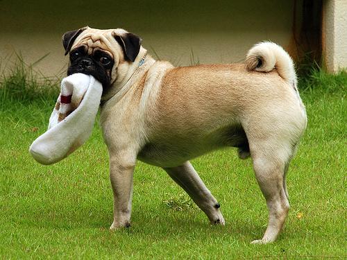 https://images.dog.ceo/breeds/pug/n02110958_481.jpg