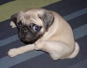 https://images.dog.ceo/breeds/pug/n02110958_5788.jpg