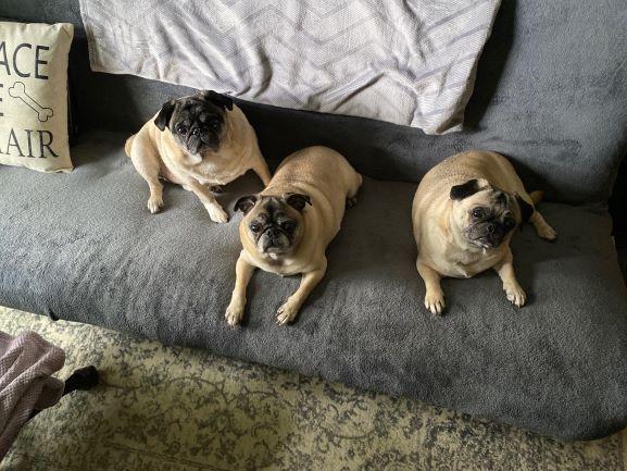 https://images.dog.ceo/breeds/pug/threeBoys.jpg