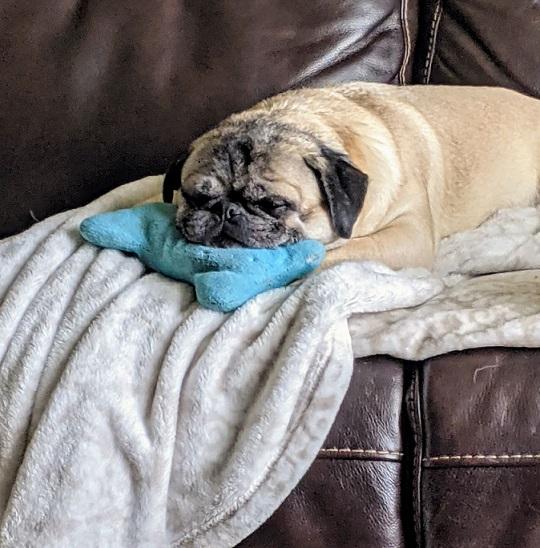 https://images.dog.ceo/breeds/pug/willienelson.jpg