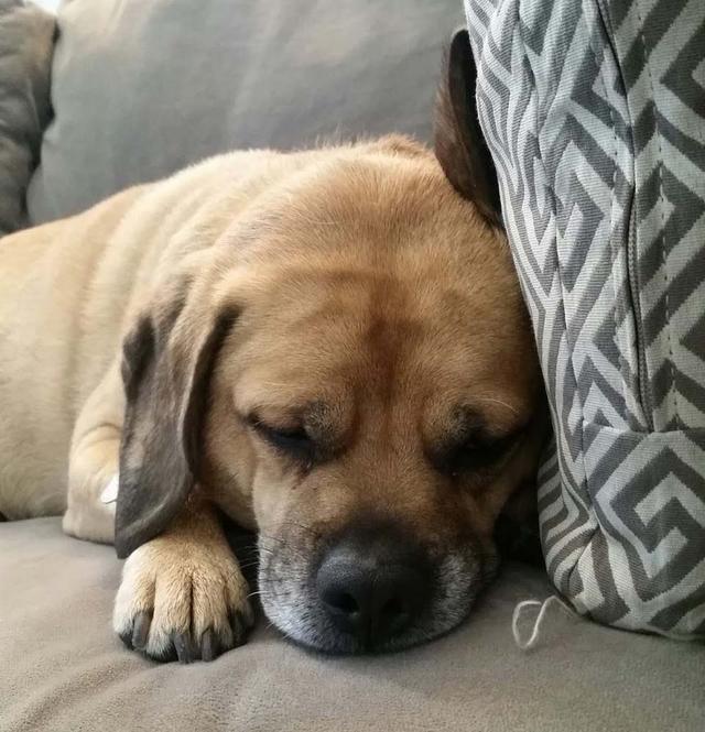 https://images.dog.ceo/breeds/puggle/IMG_074532.jpg