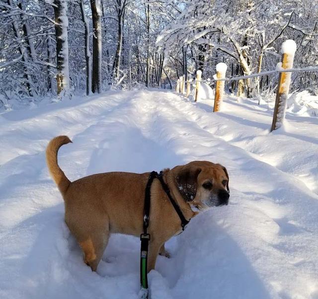 https://images.dog.ceo/breeds/puggle/IMG_075018.jpg