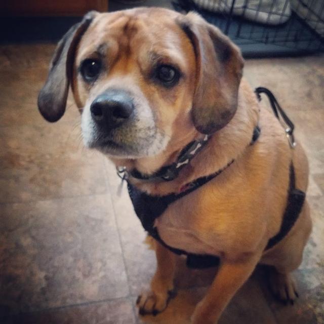 https://images.dog.ceo/breeds/puggle/IMG_075427.jpg