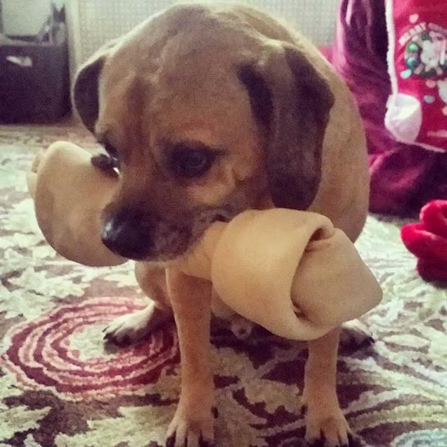 https://images.dog.ceo/breeds/puggle/IMG_080306.jpg