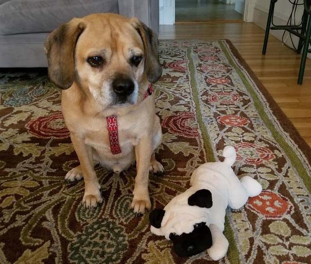 https://images.dog.ceo/breeds/puggle/IMG_081858.jpg