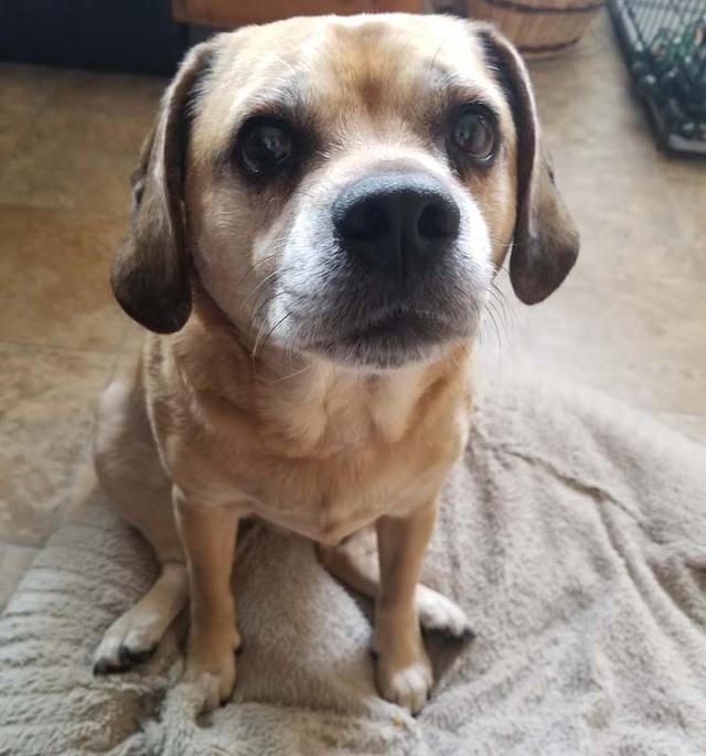 https://images.dog.ceo/breeds/puggle/IMG_084828.jpg