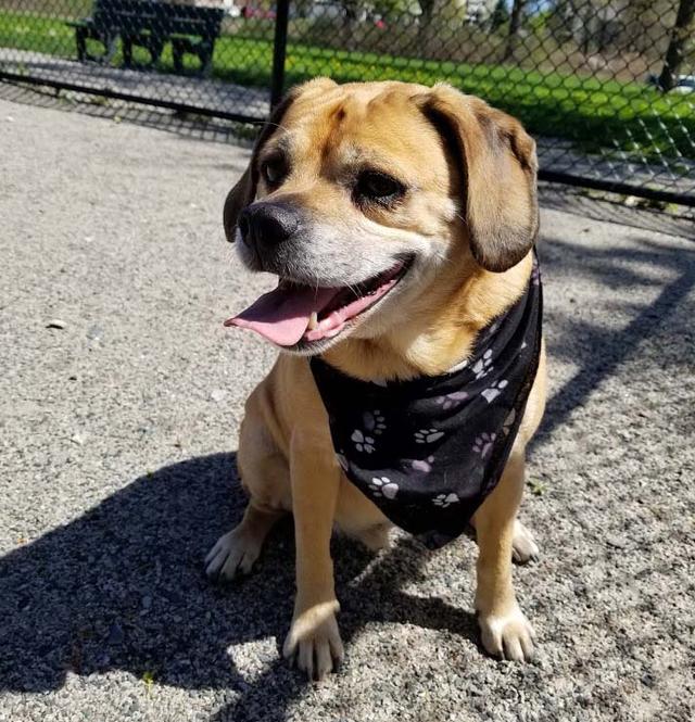 https://images.dog.ceo/breeds/puggle/IMG_104450.jpg