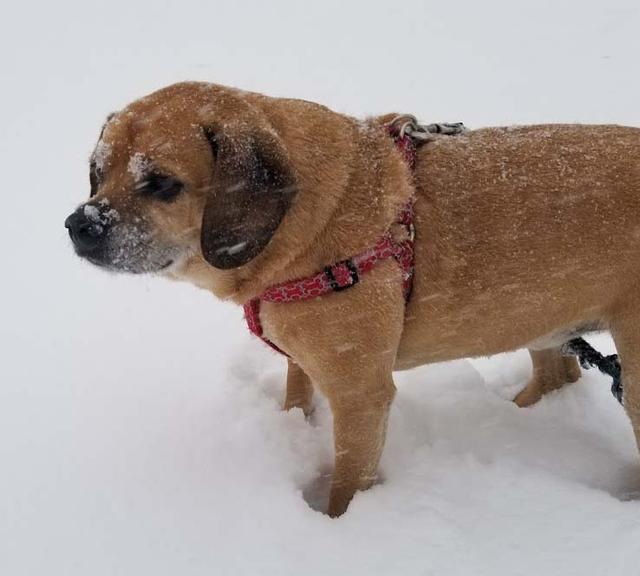 https://images.dog.ceo/breeds/puggle/IMG_112010.jpg